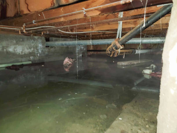 Best Sewage cleanup and water damage restoration  in King George, VA